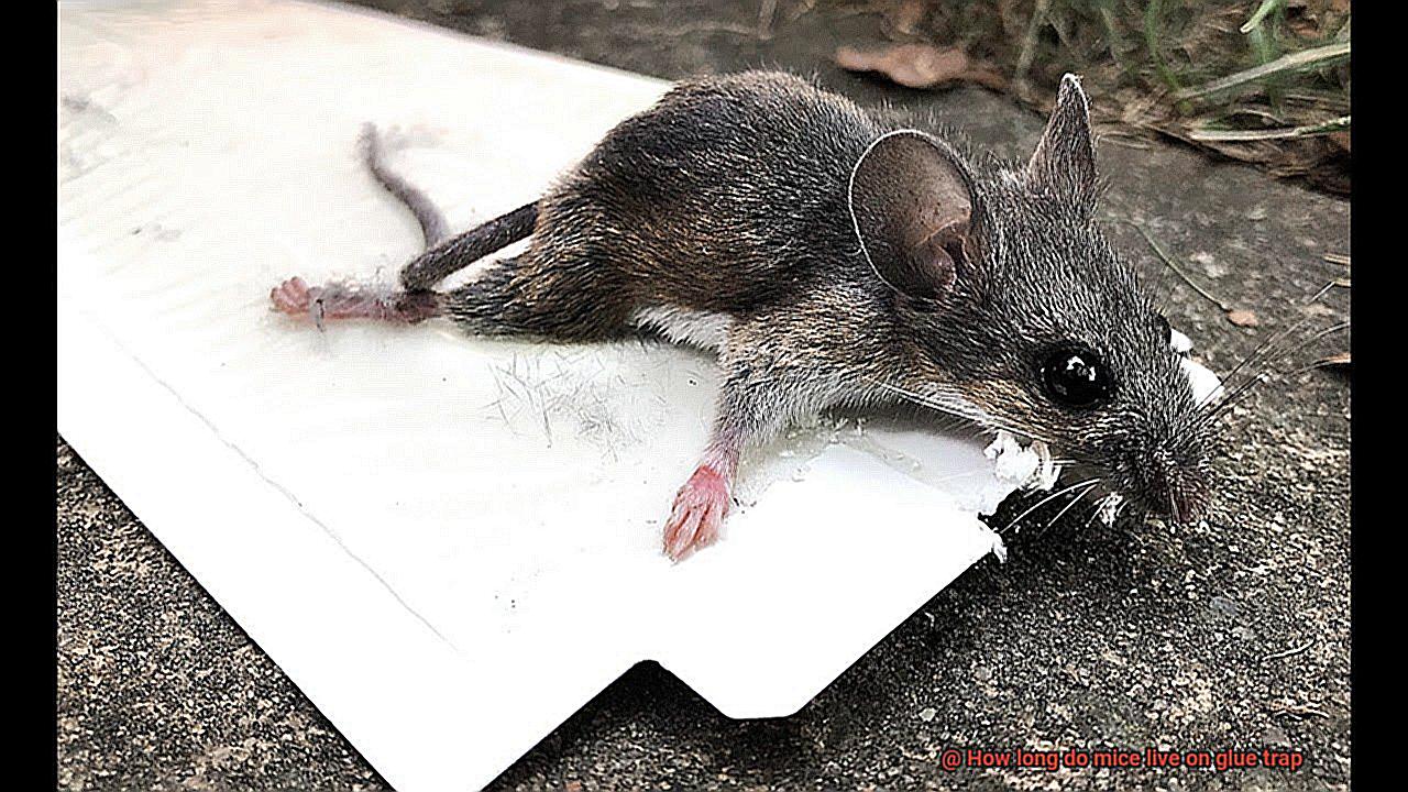 How long do mice live on glue trap-3