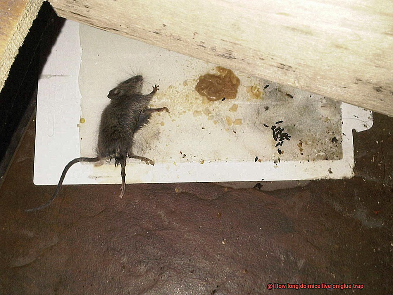 How long do mice live on glue trap-2