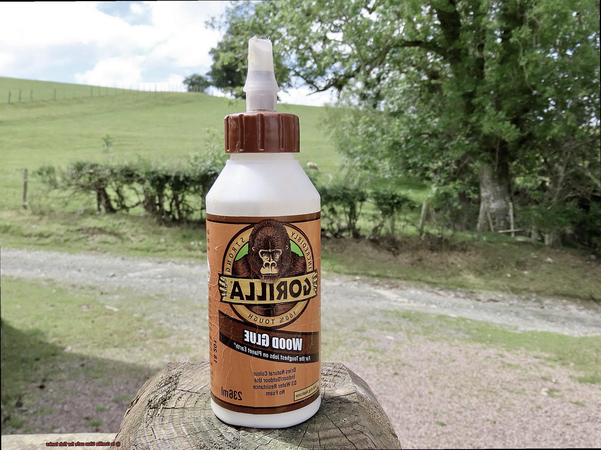 Is Gorilla Glue safe for fish tanks? Glue Things