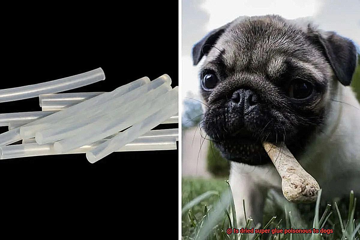 Is dried super glue poisonous to dogs-2