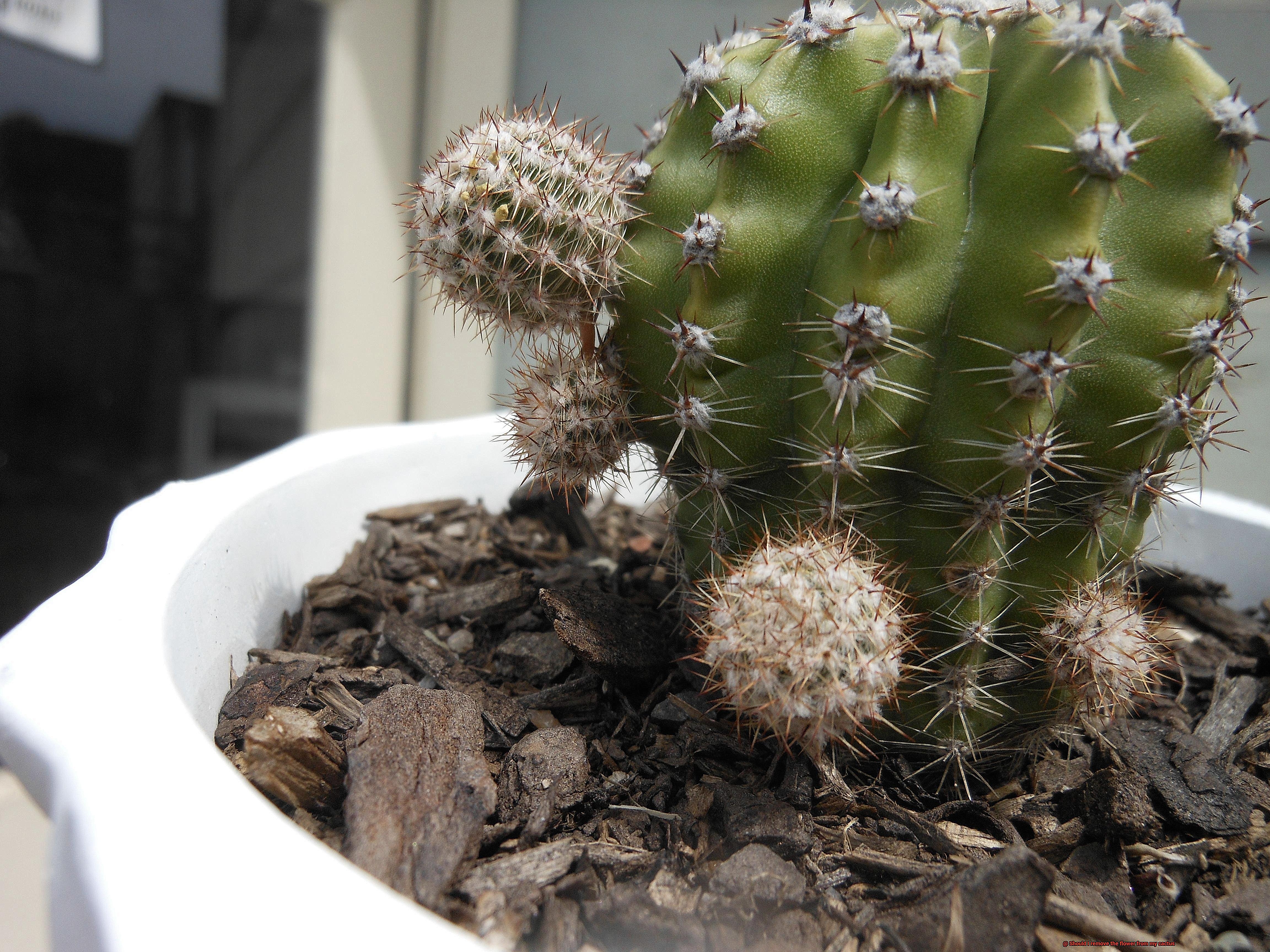 Should I remove the flower from my cactus-4