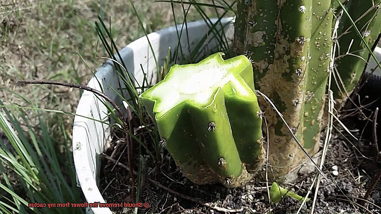 Should I remove the flower from my cactus-5