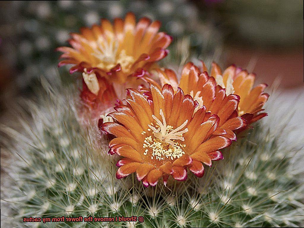 Should I remove the flower from my cactus-3