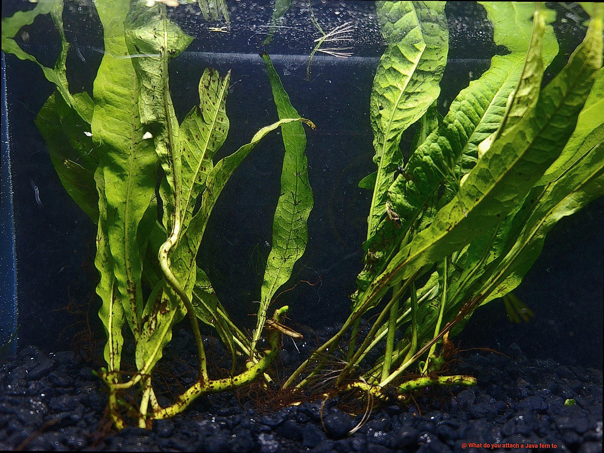 What do you attach a Java fern to-6