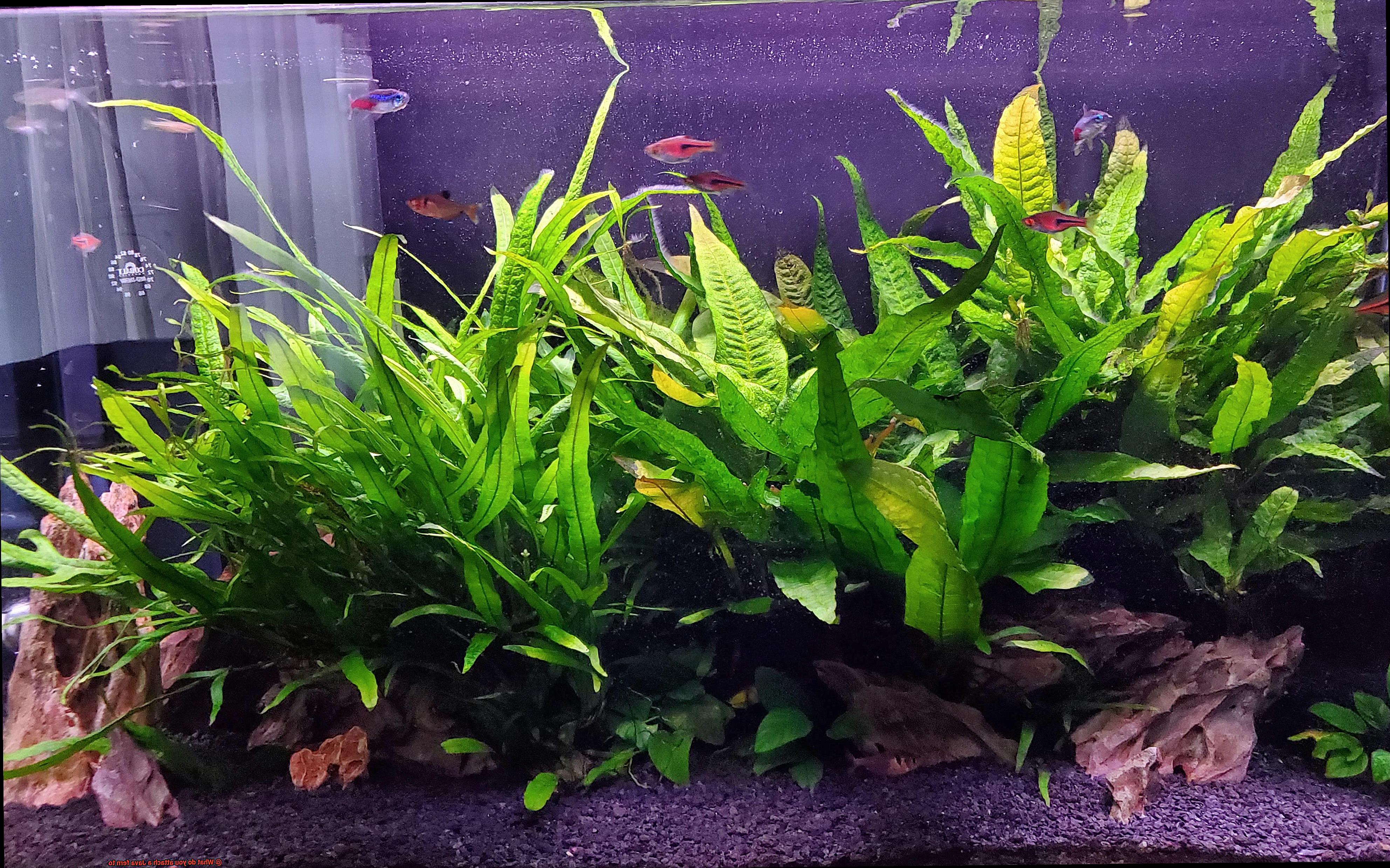 What do you attach a Java fern to-7