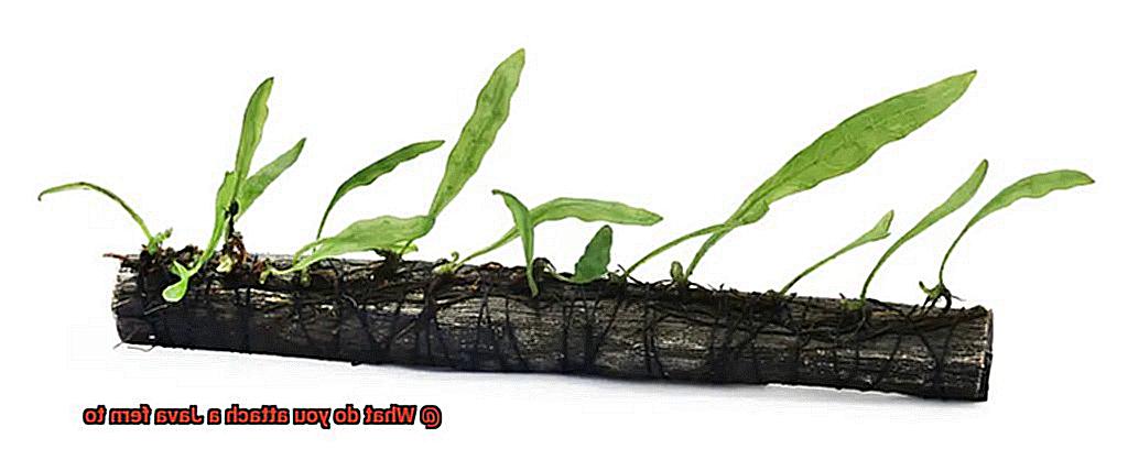 What do you attach a Java fern to-5